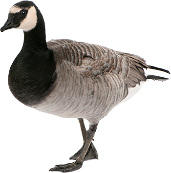 Canada Goose down replica authentic - Coexisting with ducks and geese - City of Guelph