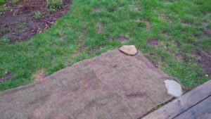 Image of a patchy lawn with a section covered by burlap. Rocks hold the burlap down.