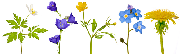 Spring-flowers