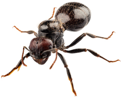 ant