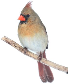 female-cardinal
