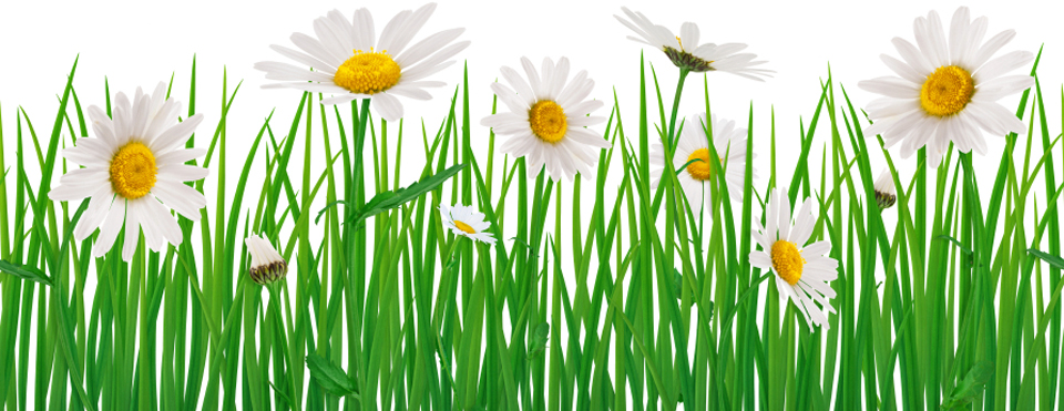 flowers in grass