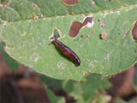 slugonleaf