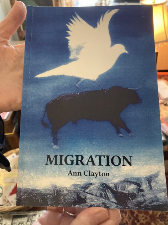 A photo of a book titled, “Migration,” by Ann Clayton. The cover art features a white dove and a black bull.