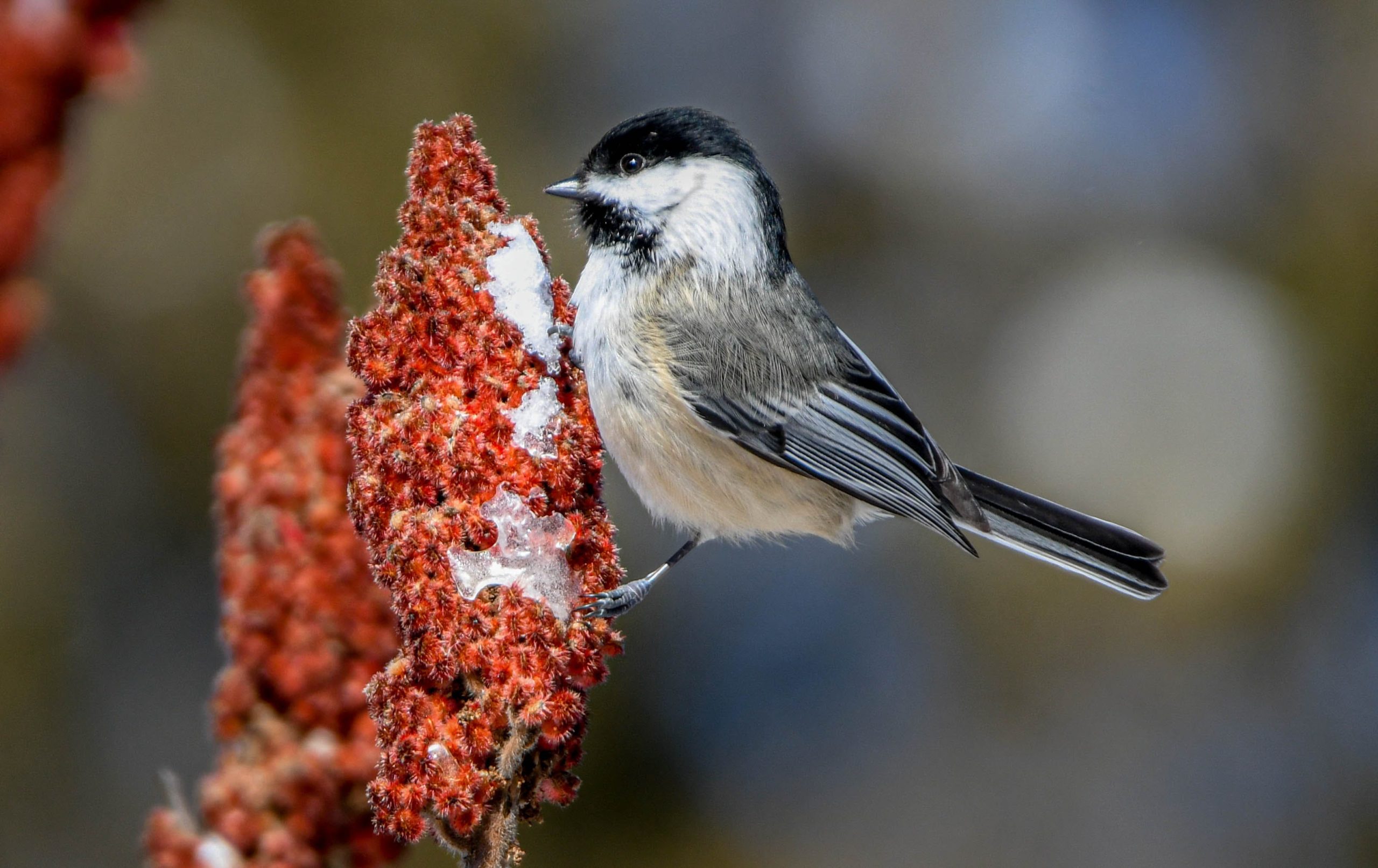 Close up photo of black capped chickadee bird on a tree branch 