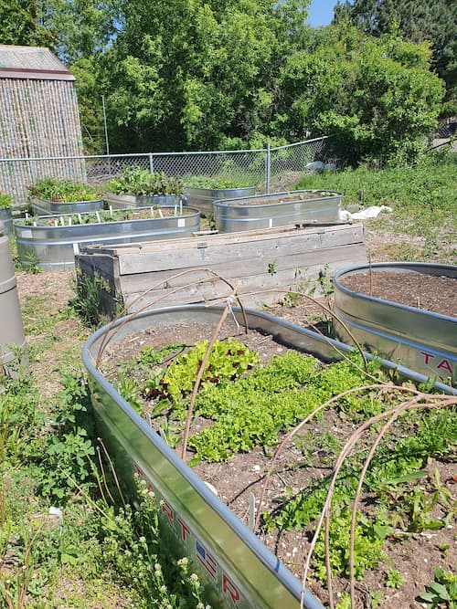 A view of CCVI Garden showing metal raised bed containers full of growing plants. Hoop structures can be seen in some of the beds.