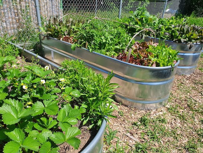 Three metal raised bed containers full of strawberry and lettuce plants