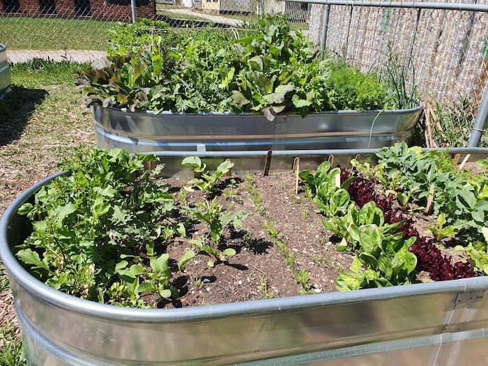 View of two raised bed containers full of lettuce plants