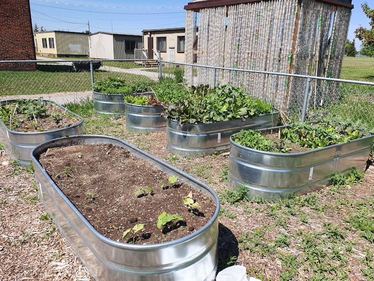 view from back of CCVI Garden. Five metal raised bed containers are visible filled with various vegetable plants. A fence surrounds the garden and a garden shed or greehhouse structure made of recylced plastic bottles is visible behind it.