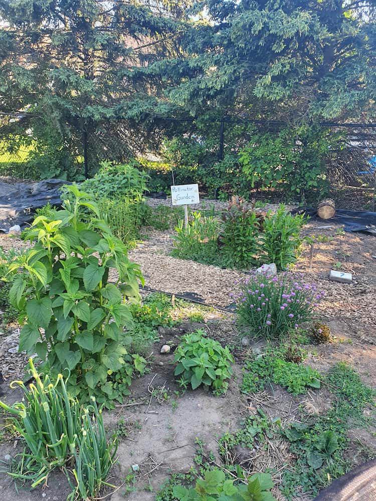 Several flowering plants and herbs are visible in a garden. Behind the plants is a sign that reads pollinator garden
