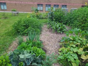 Garden with rows of green plants