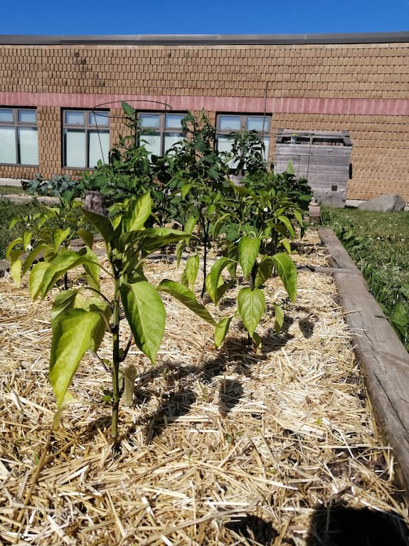 A wooden raised bed structure filled with straw mulch and pepper seedlings.
