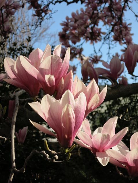 A colour photograph of spring blossoms. The flower petals are large and pink and purple in colour.
