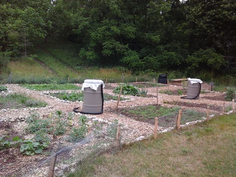 A view of Howitt garden from the southwest corner. A small metal fence surrounds a series of rectangular garden plots full of flowers and vegetable plants. A woodchip path runs between the plots and two rainbarrels and a compost bin can be seen in the picture.