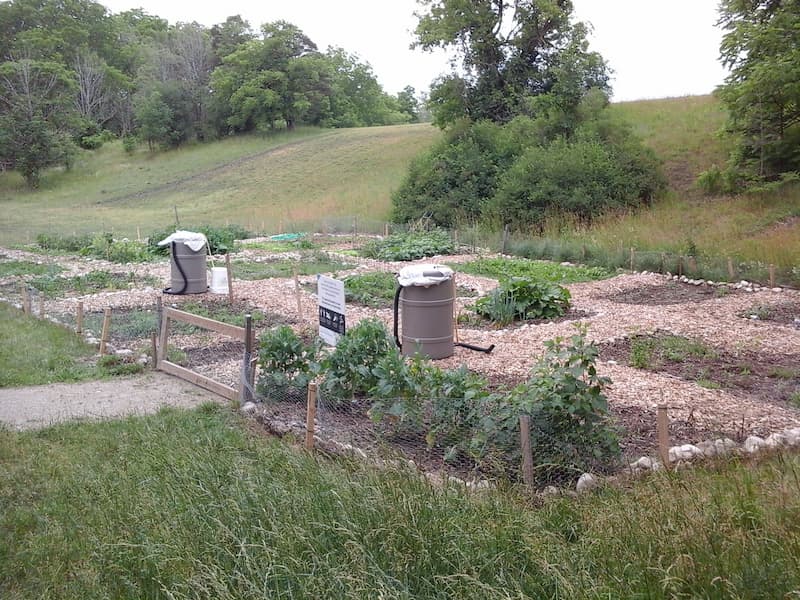 A view of Howitt garden from the southeast corner. A small metal fence surrounds a series of rectangular garden plots full of flowers and vegetable plants. A woodchip path runs netween the plots and two rainbarrels are visible as well as a wooden gate.