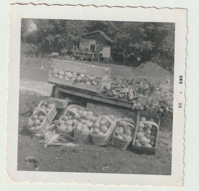 A colour photograph of a black and white photograph of a fruit and vegetable stand by the side of a road. A date on the photograph reads Dec * 59.