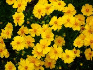 Small, bright yellow flowers