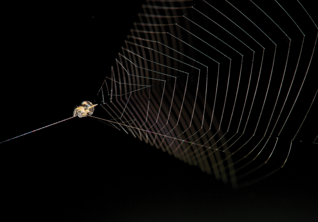 Slingshot Spider 