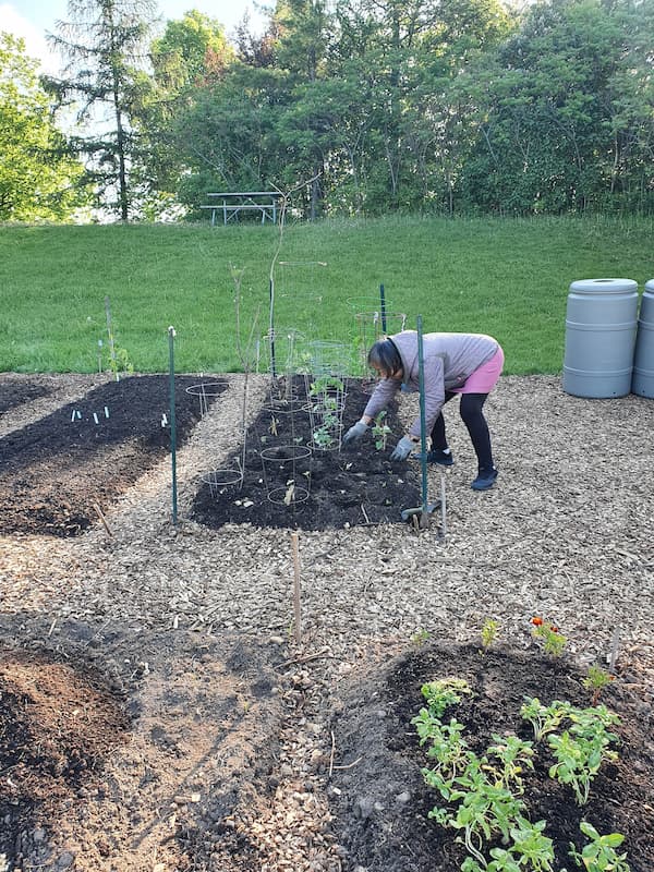 A gardener is seen bending over an in ground vegetable bed that is surrounded by mulch pathways.