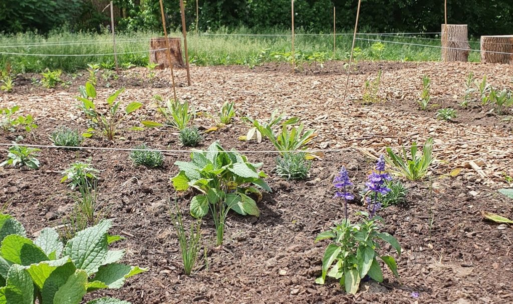 garden with plants and purple flowers