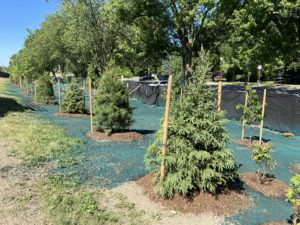 New trees planted in the park