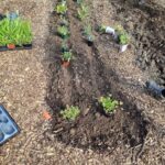 Plants in pots ready to be planted