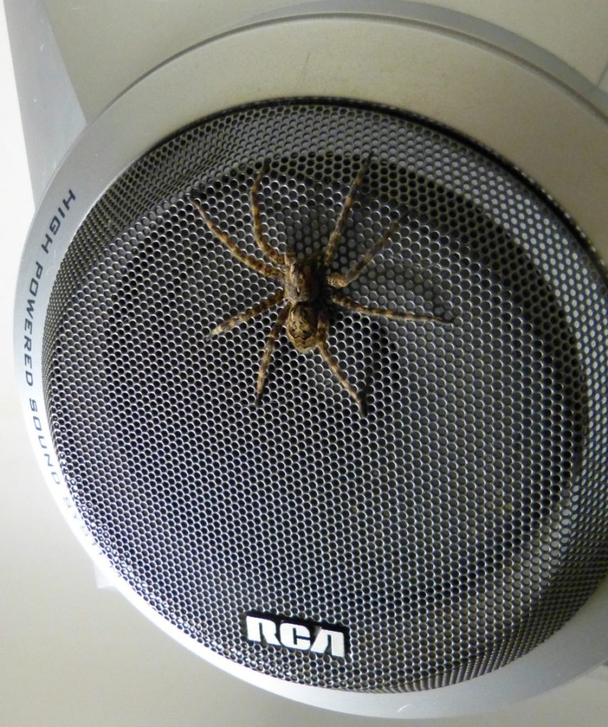 spider on speaker