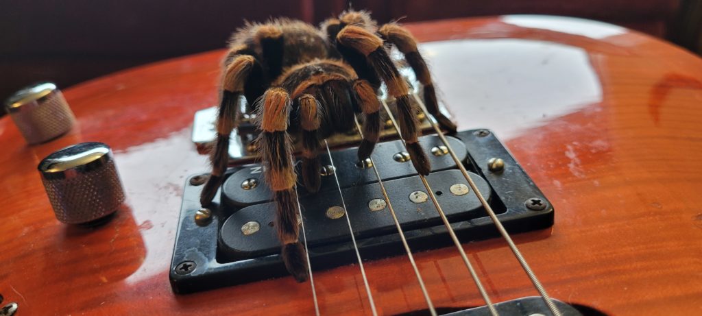spider on guitar