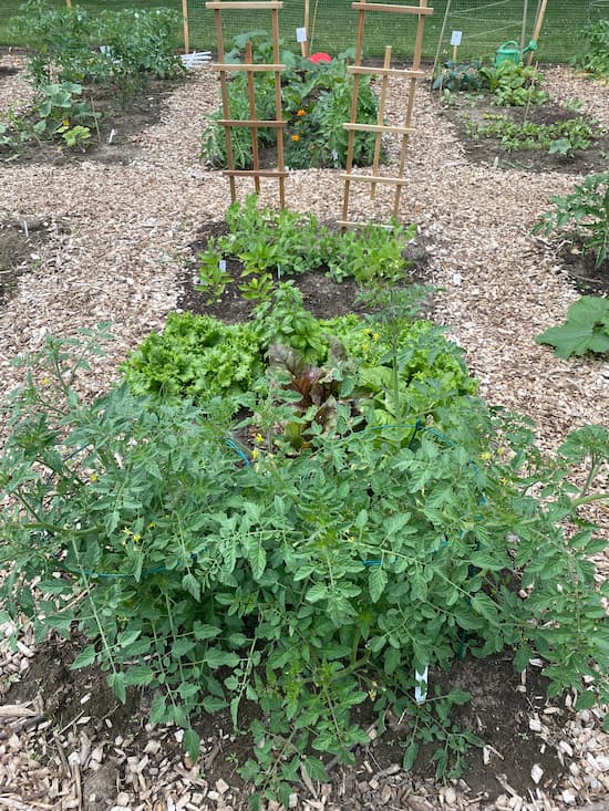 Tomatoe plants are visible growing in the foreground of a rectangular plot surrounded by mulch