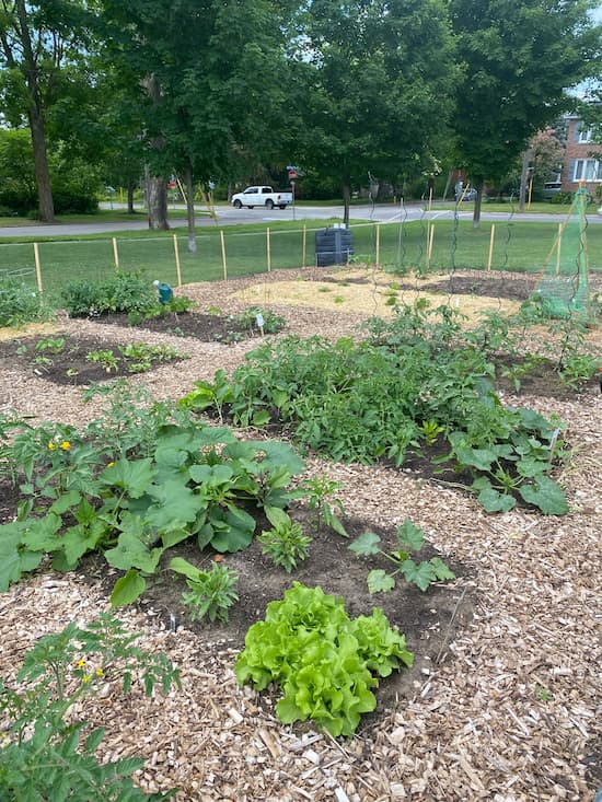 Several rectangular plots surrounded by mulch are shown with various vegetables, zuchnini plants are visible growing in the foreground.