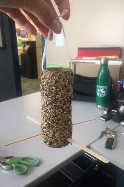 toilet paper roll covered with bird seed