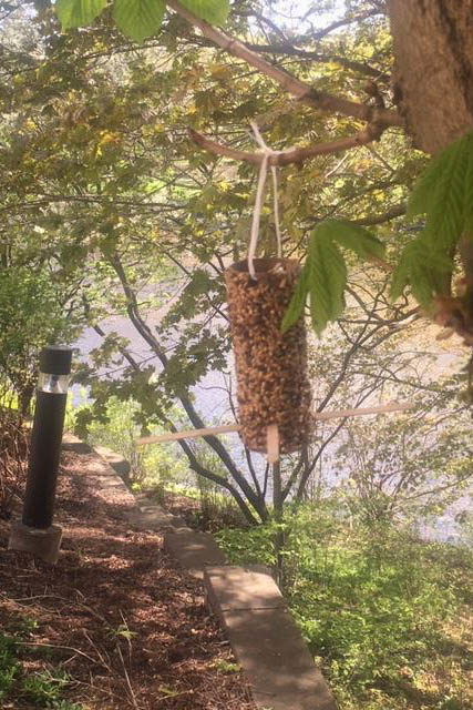 bird feeder hanging in a tree