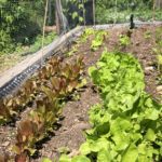 red and green leaf lettuce