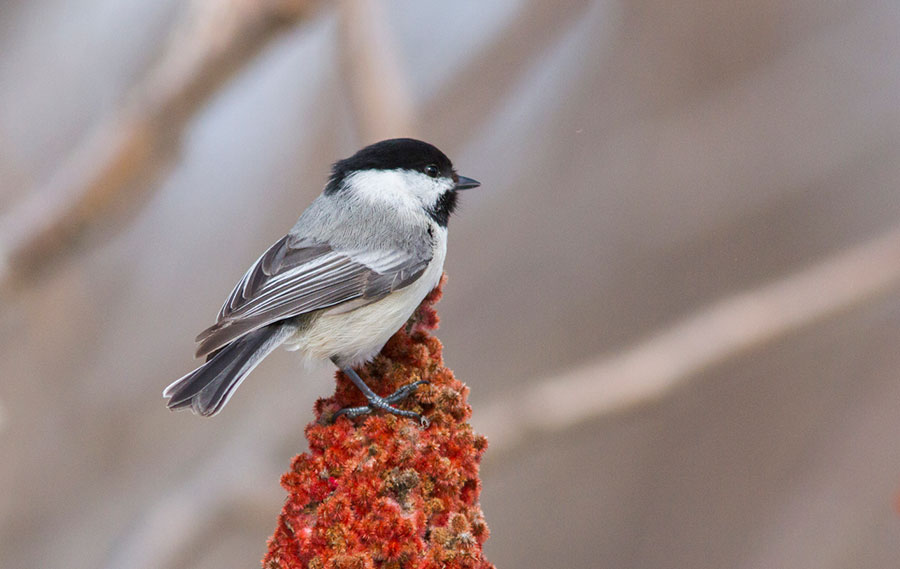 chickadee