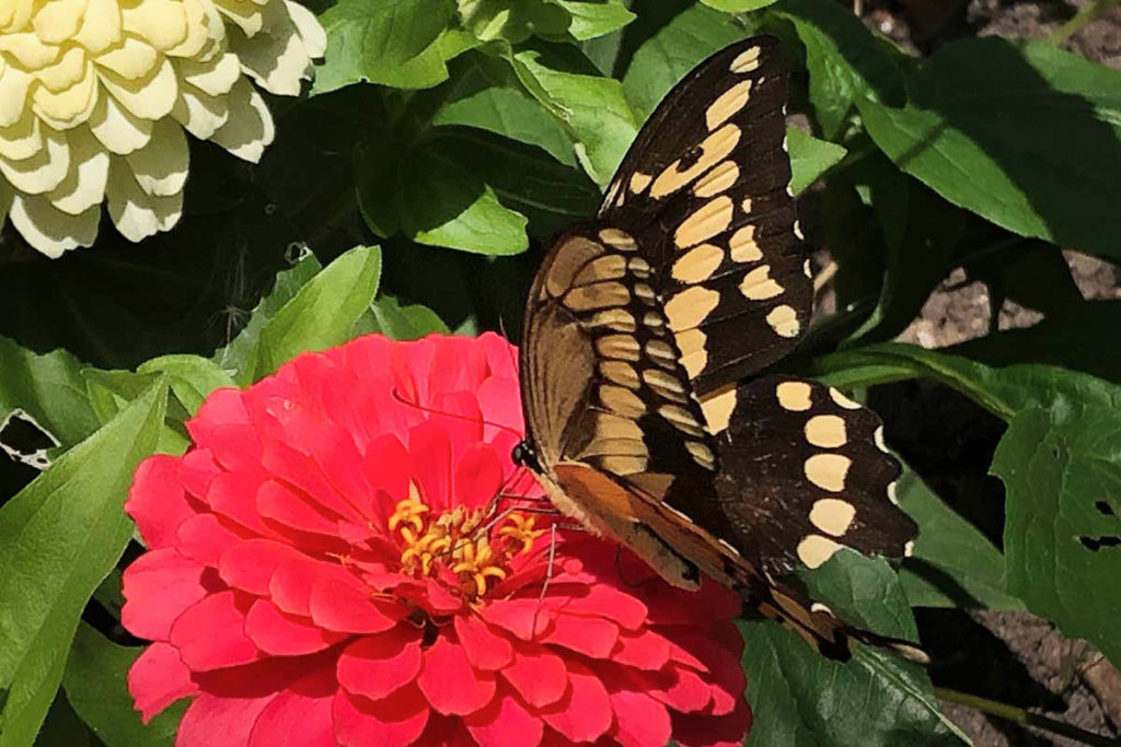black swallowtail butterfly on a red flower