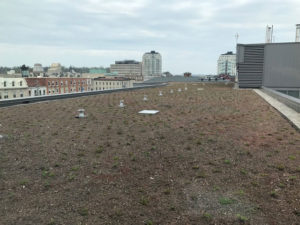 Rooftop of the 3rd floor of City Hall covered in dirt and pollinator friendly plants