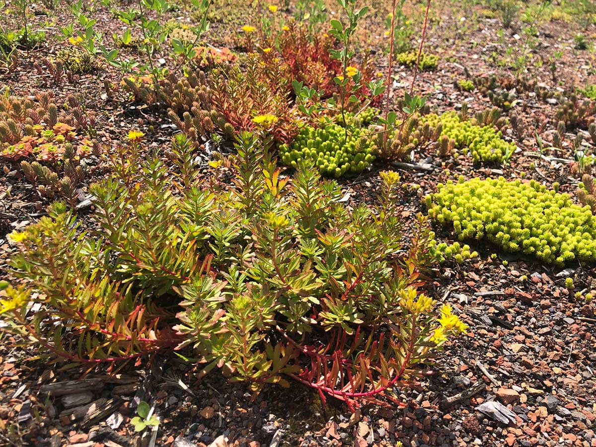 some of the plants on the green roof