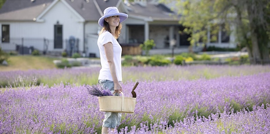 A woman walking through a lavendar garden carrying a basket of lavendar.