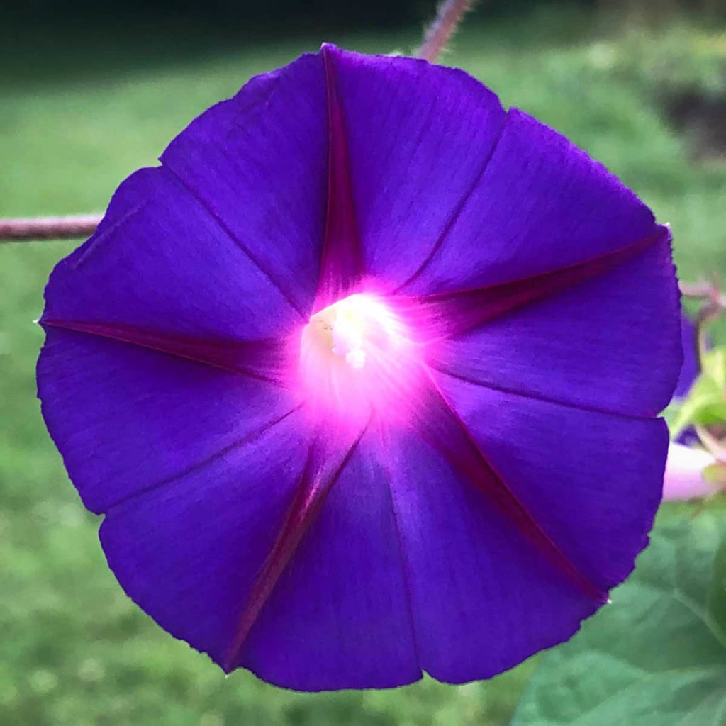 morning glory