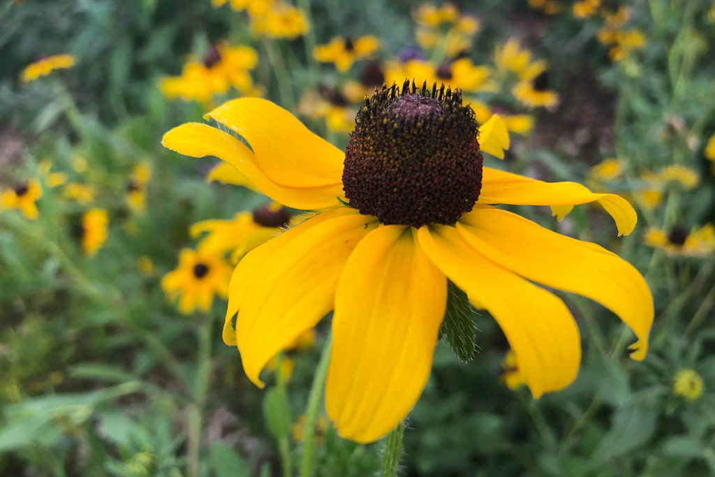 black-eyed susans