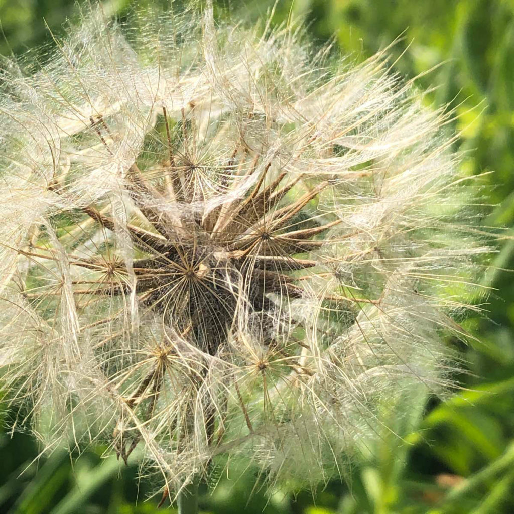hawkweed going to seed