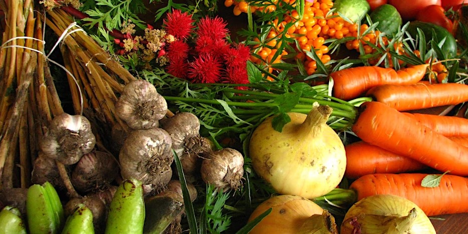 A variety of organic vegetables including carrots, onions, garlic, peppers and cucumbers.