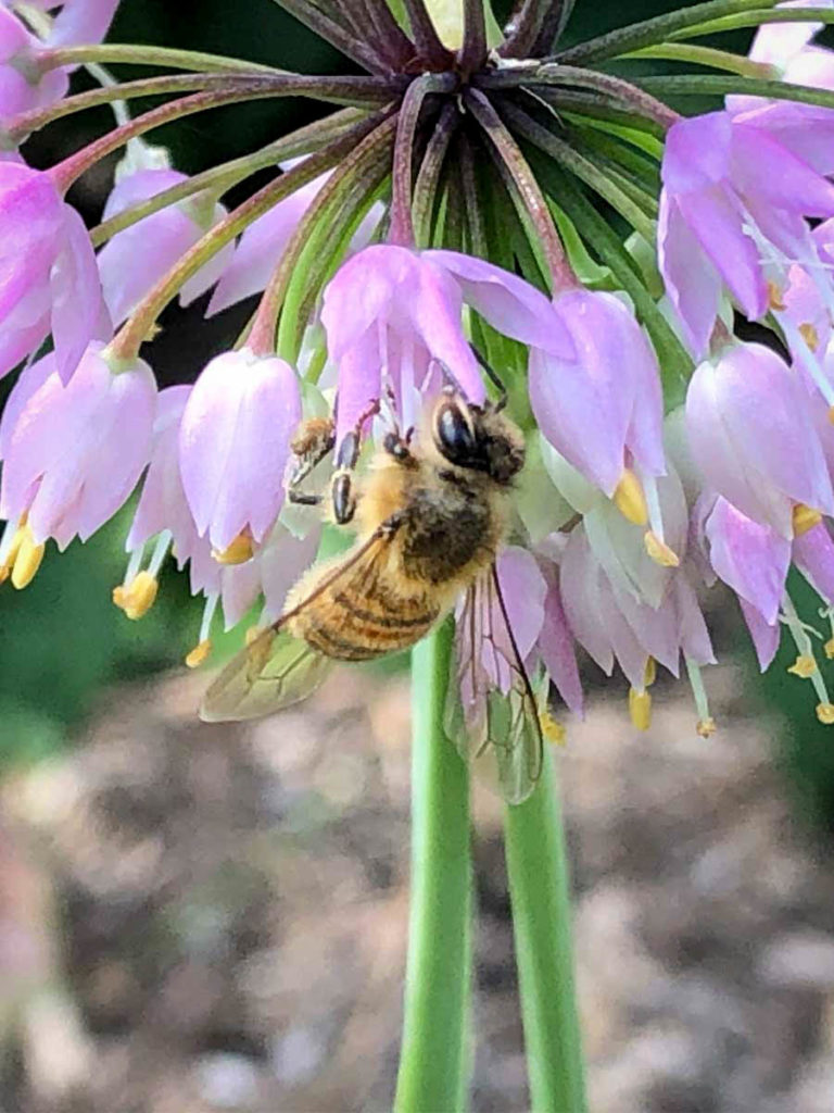 bee on light purple flower