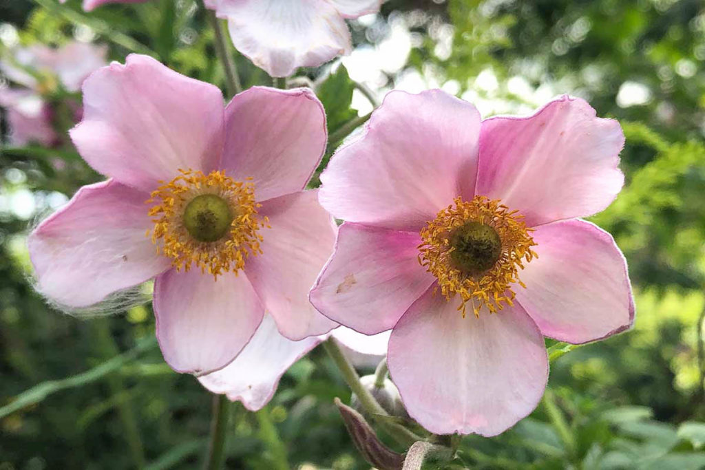 light pink flowers