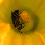 bee gathering pollen inside a yellow flower