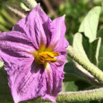 purple squash blossom