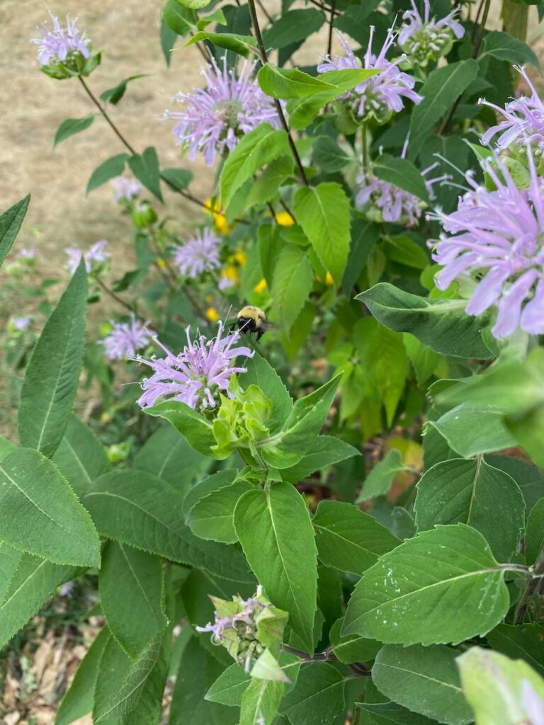 purple bee balm