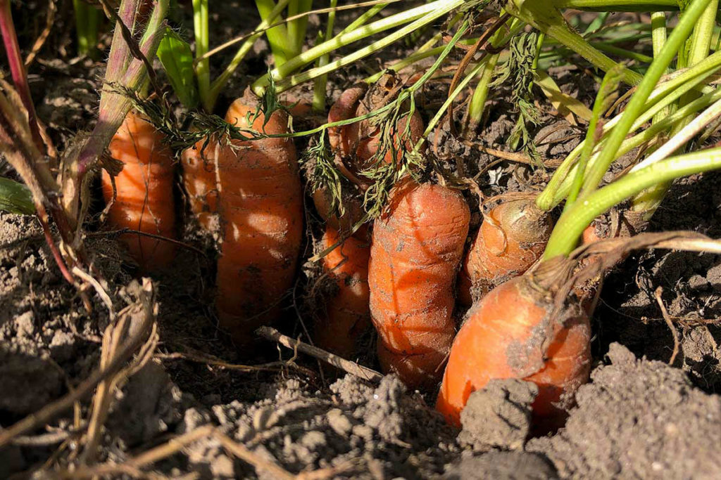 carrots with tops emerging from the soil