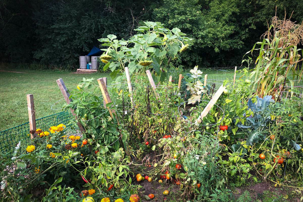 Garden with rain barrels in the background