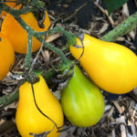 yellow tomatoes on the vine